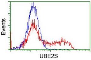 Image no. 2 for anti-Ubiquitin-Conjugating Enzyme E2S (UBE2S) antibody (ABIN1501645) (UBE2S Antikörper)