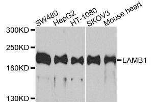 Western blot analysis of extracts of various cell lines, using LAMB1 antibody.