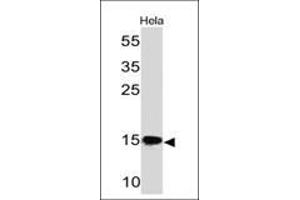 Western Blot of HeLa cell lysate using SUMO-2/3 Mouse Monoclonal Antibody (SM23/496) (SUMO2 Antikörper)
