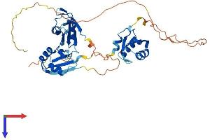 TIAL1 Protein (AA 1-392) (His tag)