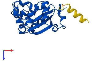 NME3 Protein (AA 1-169) (His tag)