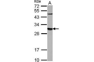 WB Image Sample (30 ug of whole cell lysate) A: U87-MG 12% SDS PAGE antibody diluted at 1:1000 (DPM1 Antikörper  (Center))