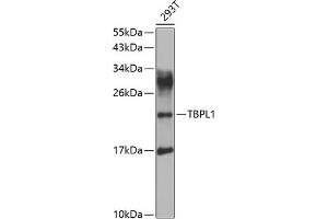 Western blot analysis of extracts of 293T cells, using TBPL1 antibody (ABIN6130728, ABIN6148899, ABIN6148900 and ABIN6223483) at 1:1000 dilution. (TBPL1 Antikörper  (AA 1-186))