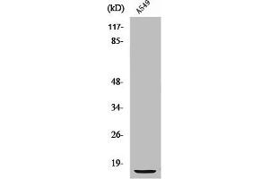 Western Blot analysis of A549 cells using S-100 α Polyclonal Antibody (S1A1 (N-Term) Antikörper)