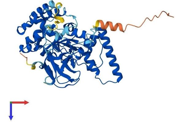 SMYD5 Protein (AA 1-418) (His tag)