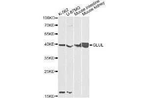 Western blot analysis of extracts of various cell lines, using GLUL antibody. (GLUL Antikörper)