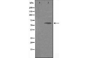 Western blot analysis of extracts from HuvEC cells, using SLC30A9 antibody.