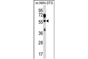 Western blot analysis in mouse NIH-3T3 cell line lysates (35ug/lane). (TEAD2 Antikörper  (AA 267-295))