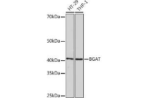 Western blot analysis of extracts of various cell lines, using BGAT Rabbit mAb (ABIN7267664) at 1:1000 dilution. (ABO Antikörper)