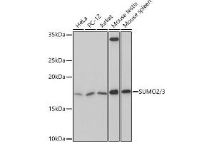 Western blot analysis of extracts of various cell lines, using SUMO2/3 Rabbit mAb (ABIN7270370) at 1:500 dilution. (SUMO2 Antikörper)