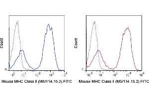 C57Bl/6 splenocytes were stained with 0. (MHC II (I-A/I-E) Antikörper  (FITC))