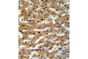 Immunohistochemistry (IHC) image for anti-Alcohol Dehydrogenase 5 (Class III), chi Polypeptide (ADH5) antibody (ABIN3003804) (ADH5 Antikörper)