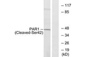 Western blot analysis of extracts from Jurkat cells, using PAR1 (Cleaved-Ser42) Antibody.