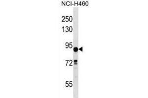 Western Blotting (WB) image for anti-Deleted in Lung and Esophageal Cancer 1 (DLEC1) antibody (ABIN2998641)