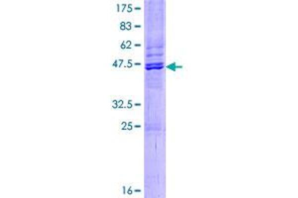 PRAP1 Protein (AA 1-151) (GST tag)