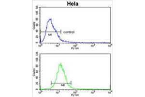 ADH6 Antibody (Center) flow cytometric analysis of Hela cells (bottom histogram) compared to a negative control cell (top histogram).