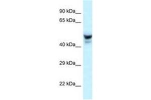 Image no. 1 for anti-Phosphatase and Actin Regulator 3 (PHACTR3) (AA 240-289) antibody (ABIN6747673)