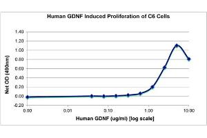 SDS-PAGE of Human Glial Derived Neurotrophic Factor Recombinant Protein Bioactivity of Human Glial Derived Neurotrophic Factor Recombinant Protein. (GDNF Protein)