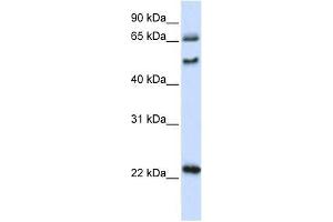 UNCX antibody used at 0.