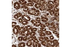 Immunohistochemical staining of human stomach with SEC14L1 polyclonal antibody  shows strong granular cytoplasmic and nuclear positivity in glandular cells at 1:50-1:200 dilution. (SEC14L1 Antikörper)