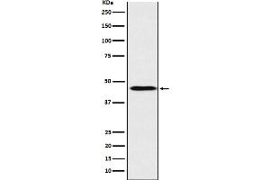 Western blot analysis of ApoA4 expression in Human plasma lysate.
