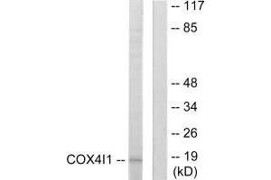 Western blot analysis of extracts from A549 cells, using COX41 antibody. (COX IV Antikörper  (N-Term))