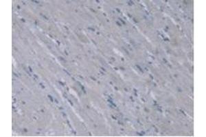Immunohistochemistry (IHC) image for anti-Alanine Glyoxylate Aminotransferase 2 (AGXT2) (AA 225-512) antibody (ABIN7445054)