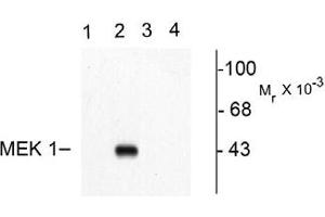 Image no. 1 for anti-Mitogen-Activated Protein Kinase Kinase 1 (MAP2K1) (pThr292) antibody (ABIN221138) (MEK1 Antikörper  (pThr292))