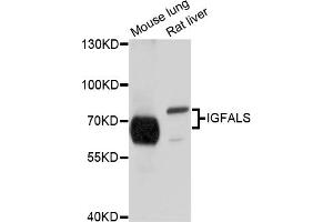 Western blot analysis of extracts of various cell lines, using IGFALS antibody (ABIN4904015) at 1:1000 dilution.