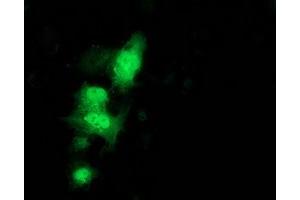 Anti-C1orf50 mouse monoclonal antibody (ABIN2454573) immunofluorescent staining of COS7 cells transiently transfected by pCMV6-ENTRY C1orf50 (RC200134). (C1ORF50 Antikörper)