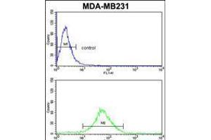 Flow cytometric analysis of MDA-MB231 cells (bottom histogram) compared to a negative control cell (top histogram). (FMO3 Antikörper  (N-Term))