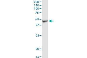 ADHFE1 MaxPab rabbit polyclonal antibody. (ADHFE1 Antikörper  (AA 1-419))