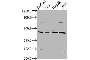Western Blot Positive WB detected in: Jurkat whole cell lysate, Raji whole cell lysate, HepG2 whole cell lysate, 293T whole cell lysate All lanes: SPO11 antibody at 5. (SPO11 Antikörper  (AA 28-109))