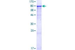 Image no. 1 for Integrator Complex Subunit 9 (INTS9) (AA 1-658) protein (GST tag) (ABIN1307991) (INTS9 Protein (AA 1-658) (GST tag))