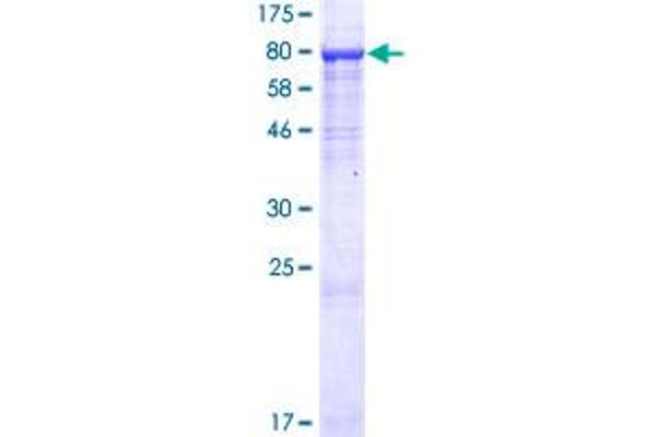 INTS9 Protein (AA 1-658) (GST tag)