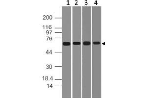 Image no. 1 for anti-DEAD (Asp-Glu-Ala-Asp) Box Polypeptide 41 (DDX41) (AA 30-240) antibody (ABIN5027142) (DDX41 Antikörper  (AA 30-240))