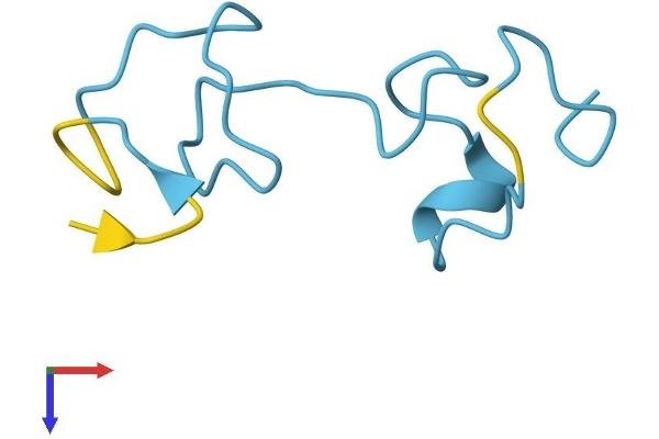 MT1G Protein (AA 1-62) (Fc Tag)