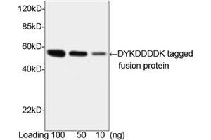Image no. 2 for anti-DDDDK Tag (C-Term) antibody (ABIN296895) (DDDDK Tag Antikörper  (C-Term))