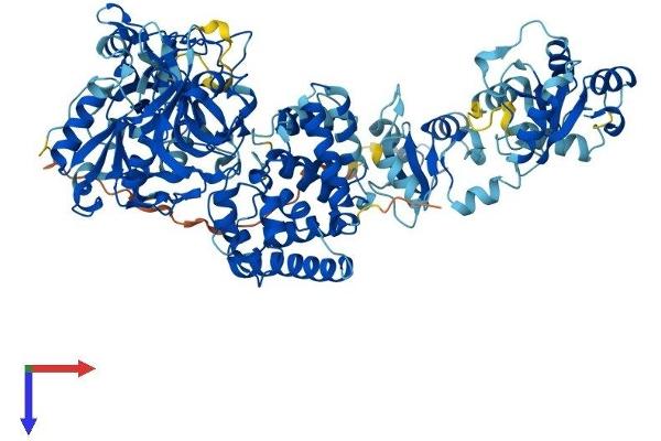 LIG4 Protein (AA 1-911) (His tag)