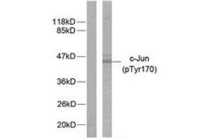 Western blot analysis of extracts from HeLa cells treated with UV, using c-Jun (Phospho-Tyr170) Antibody.