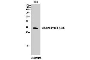 Western Blotting (WB) image for anti-Coagulation Factor II (Thrombin) Receptor-Like 3 (F2RL3) (cleaved), (Gly48) antibody (ABIN3172781) (F2RL3 Antikörper  (cleaved, Gly48))