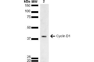 Western blot analysis of Rat brain lysate showing detection of ~33. (Cyclin D1 Antikörper  (AA 1-100) (FITC))