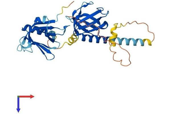 DOK5 Protein (AA 1-306) (His tag)