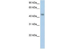 WB Suggested Anti-FARS2 Antibody Titration:  5. (FARS2 Antikörper  (N-Term))