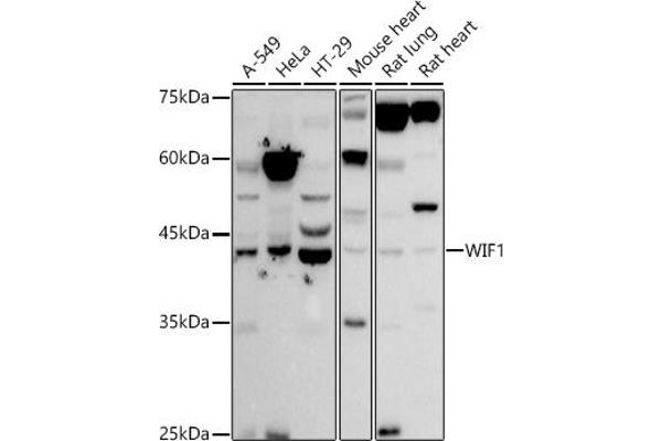 WIF1 抗体  (AA 29-220)