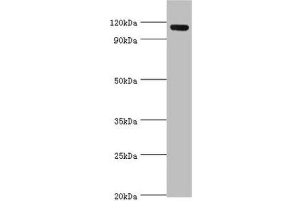 Angiomotin 抗体  (AA 1-300)