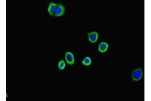 Immunofluorescent analysis of HepG2 cells using ABIN7143790 at dilution of 1:100 and Alexa Fluor 488-congugated AffiniPure Goat Anti-Rabbit IgG(H+L) (alpha 2 Macroglobulin Antikörper  (AA 1216-1467))