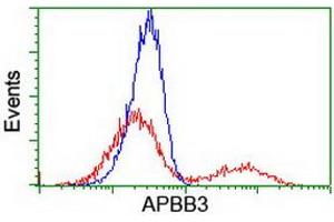 HEK293T cells transfected with either RC219752 overexpress plasmid (Red) or empty vector control plasmid (Blue) were immunostained by anti-APBB3 antibody (ABIN2455171), and then analyzed by flow cytometry. (APBB3 Antikörper)