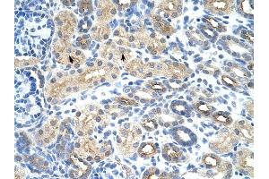 U1SNRNPBP antibody was used for immunohistochemistry at a concentration of 4-8 ug/ml to stain Epithelial cells of renal tubule (arrows) in Human Kidney. (SNRNP35 Antikörper  (N-Term))