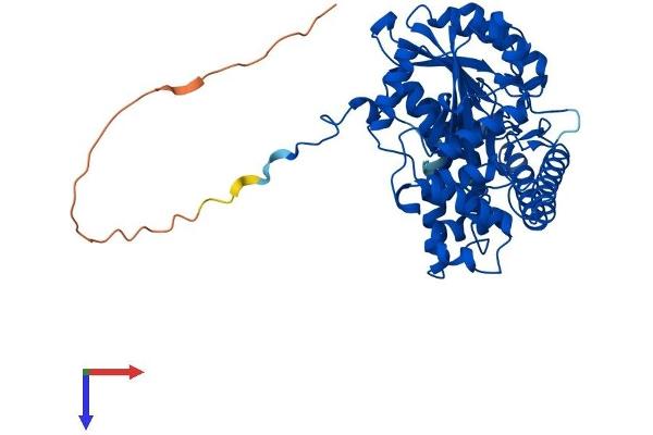 GPT2 Protein (AA 1-522) (His tag)